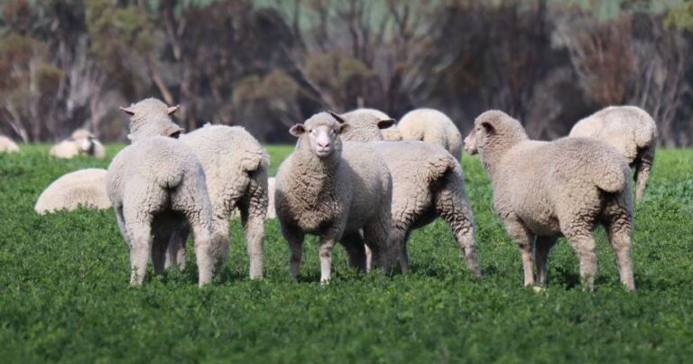 Strong praise for White Suffolk-Merinos