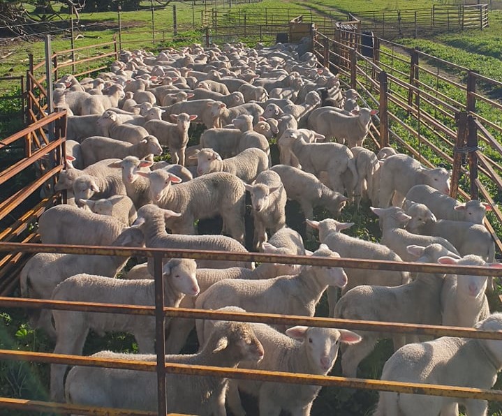 White Suffolk project flock to measure eating quality